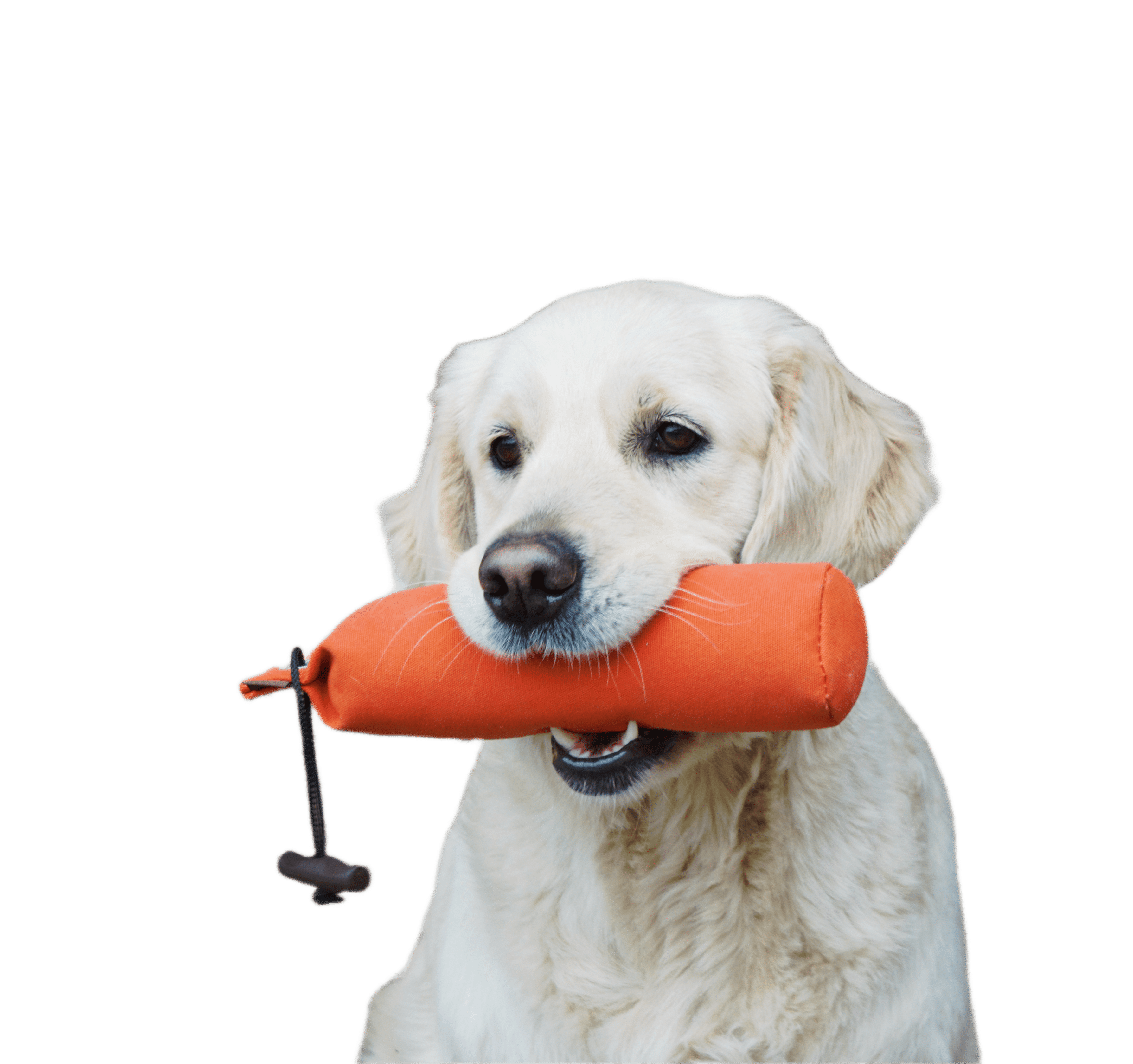 GHH kennel — kép 4