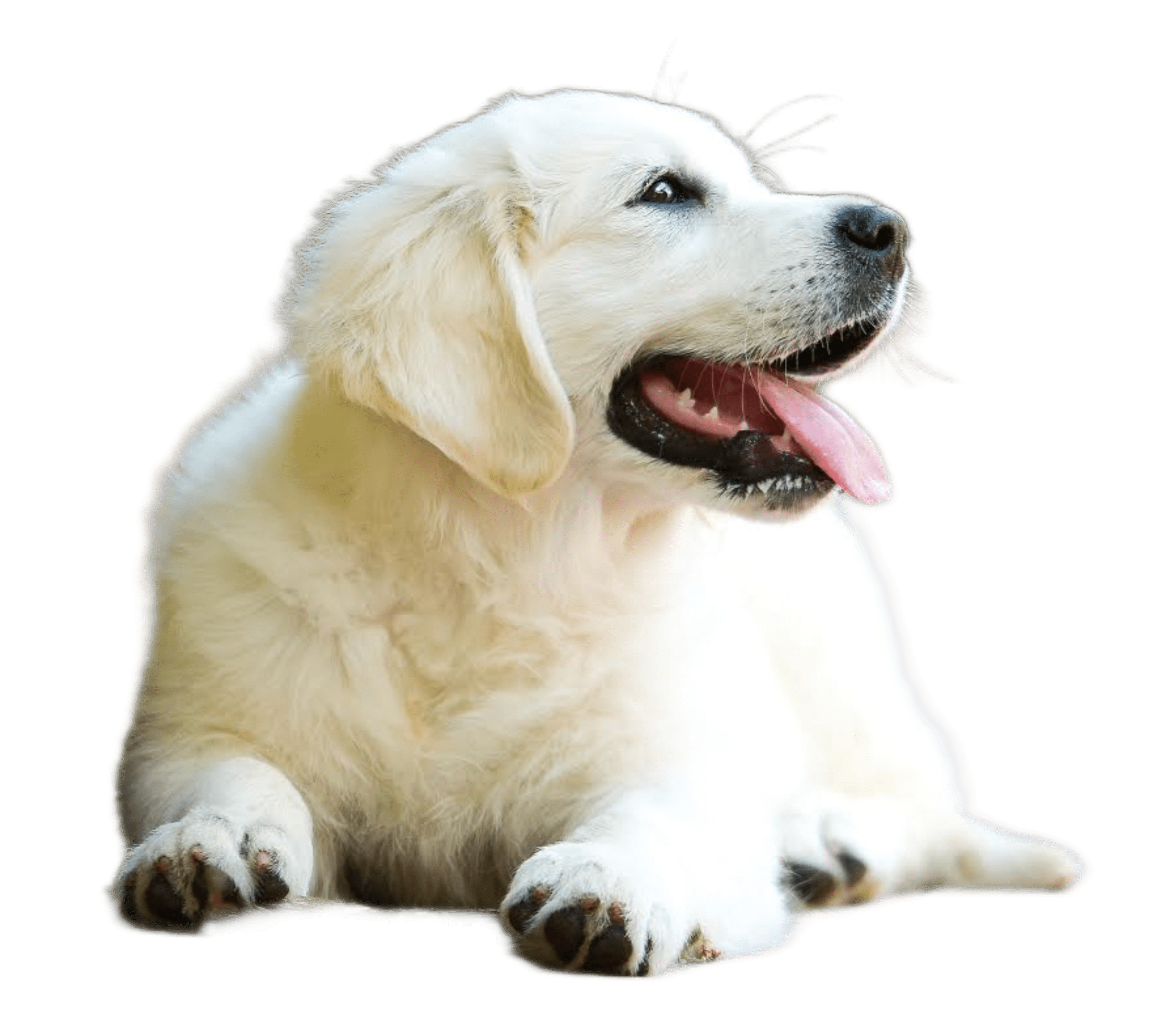 GHH kennel — kép 3