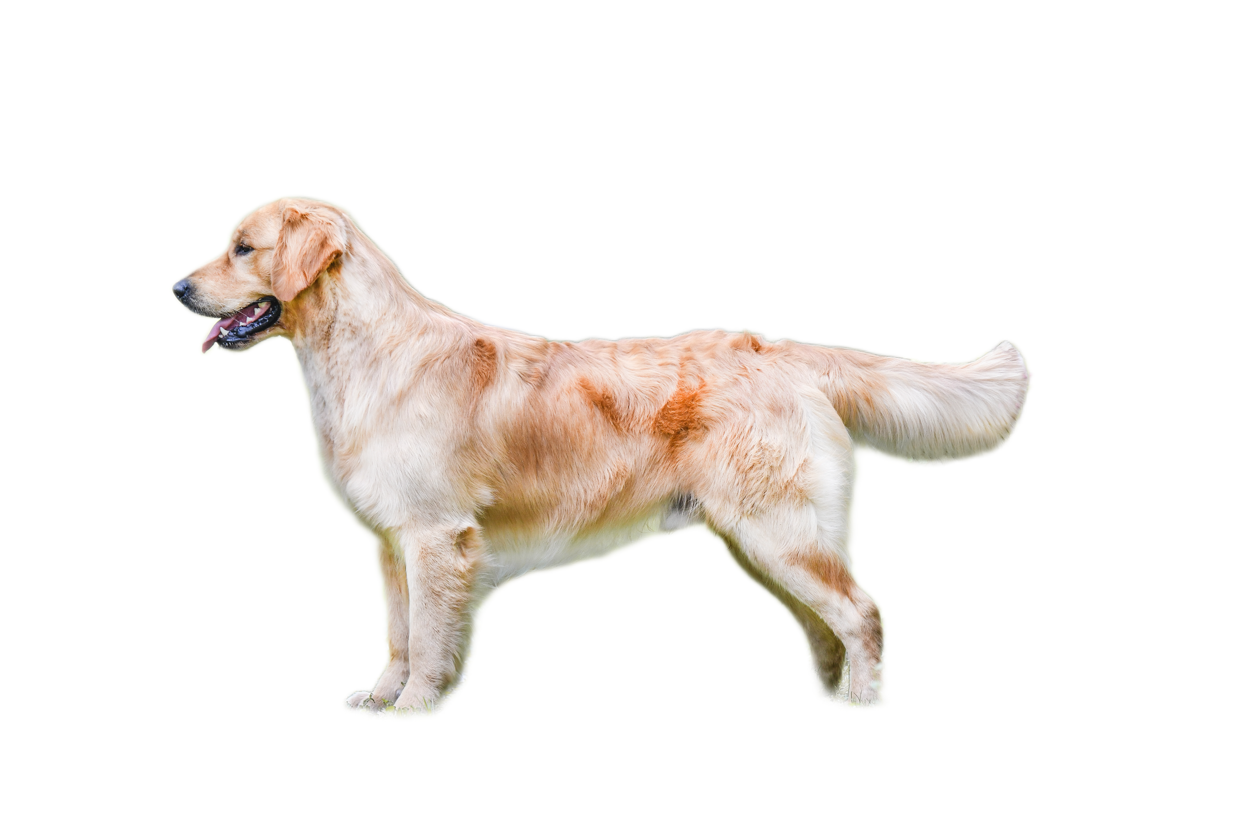 GHH kennel — kép 2